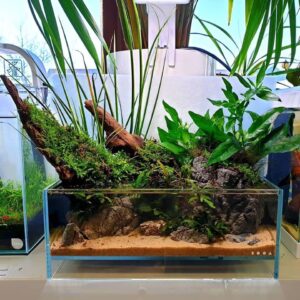 Emersed / Pond style / vivarium / terrarium plants