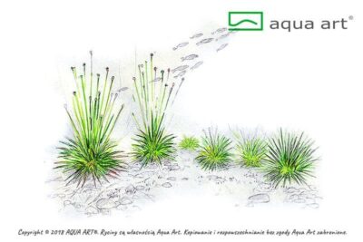 Eriocaulon cinereum - Aqua Art In-vitro