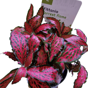 Fittonia Forest Flame - Potted