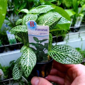 Fittonia green - Potted