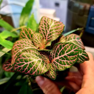 Fittonia Red - Potted