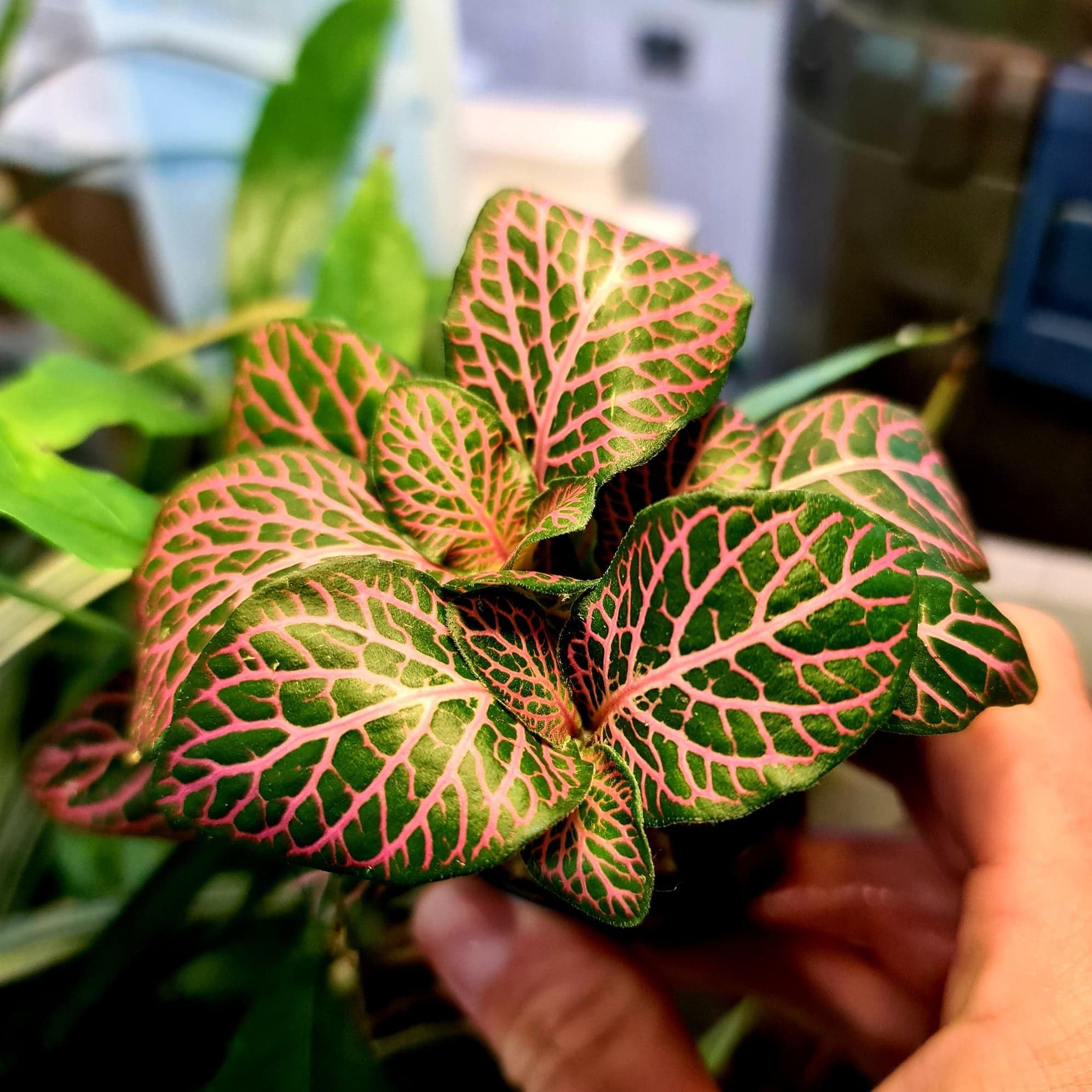 Fittonia Red – Potted