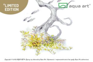 Glossostigma elatinoides 'Platinum' - Aqua Art In-vitro