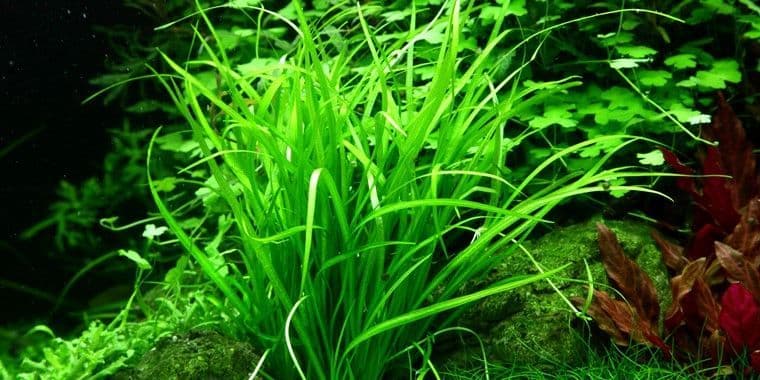 Helanthium Tenellum ‘Green’ 1.2.Grow!