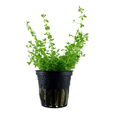 Hemianthus micranthemoides - Potted