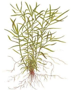 Heteranthera zosterifolia - 1.2Grow!
