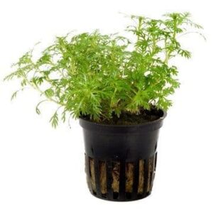 Hottonia palustris - Potted