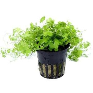 Hydrocotyle tripartita - Potted