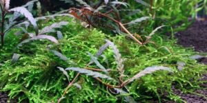 Hygrophila pinnatifida & Moss Wood
