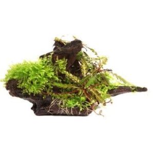 Hygrophila pinnatifida & Moss Wood