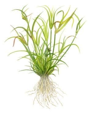 Juncus repens 1.2.Grow!