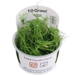 Juncus repens 1.2.Grow!