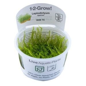 Leptodictyum riparium 1.2.Grow