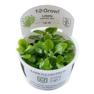 Lobelia cardinalis 'Mini' 1.2.Grow!