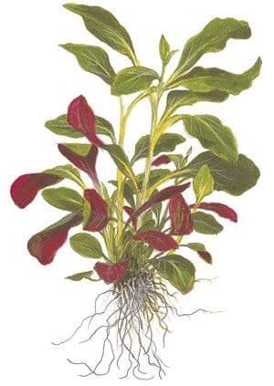 Lobelia cardinalis - Tropica Potted