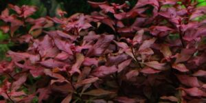 Ludwigia palustris "Super Red" - Tropica Potted