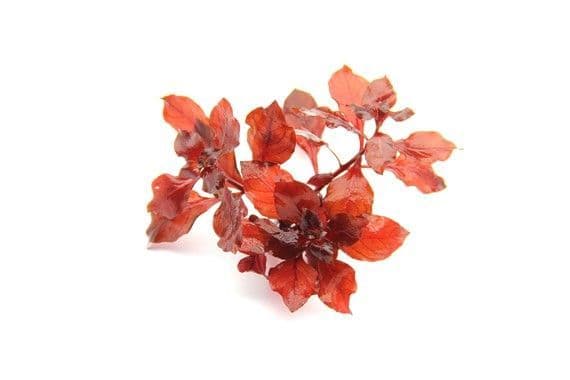 Ludwigia palustris. ‘Super Red’ – Dennerle