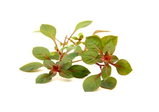 Ludwigia palustris. ‘Super Red’ – Dennerle