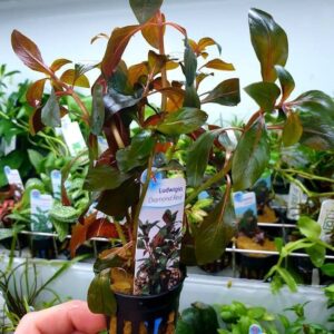 Ludwigia repens 'Diamond Red' - Potted