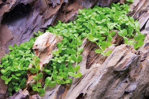Micranthemum tweediei ‘Monte Carlo’ Pot