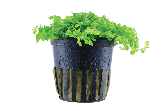 Micranthemum tweediei ‘Monte Carlo’ Pot
