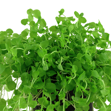 Micranthemum umbrosum - Tropica Potted
