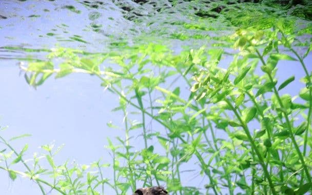 Micranthemum umbrosum – Tropica Potted