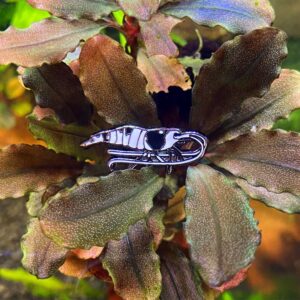 Moss Pin Badge - Crystal Black Shrimp