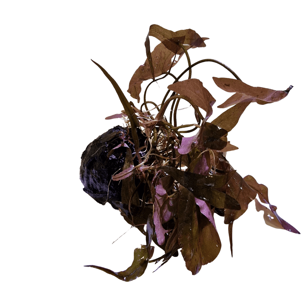 Nymphaea stellata – Bulb