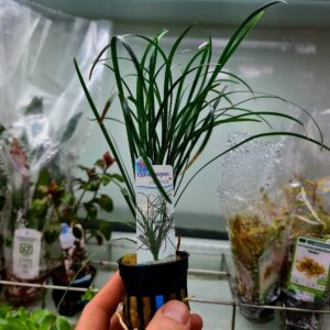 Ophiopogon japonica - Potted