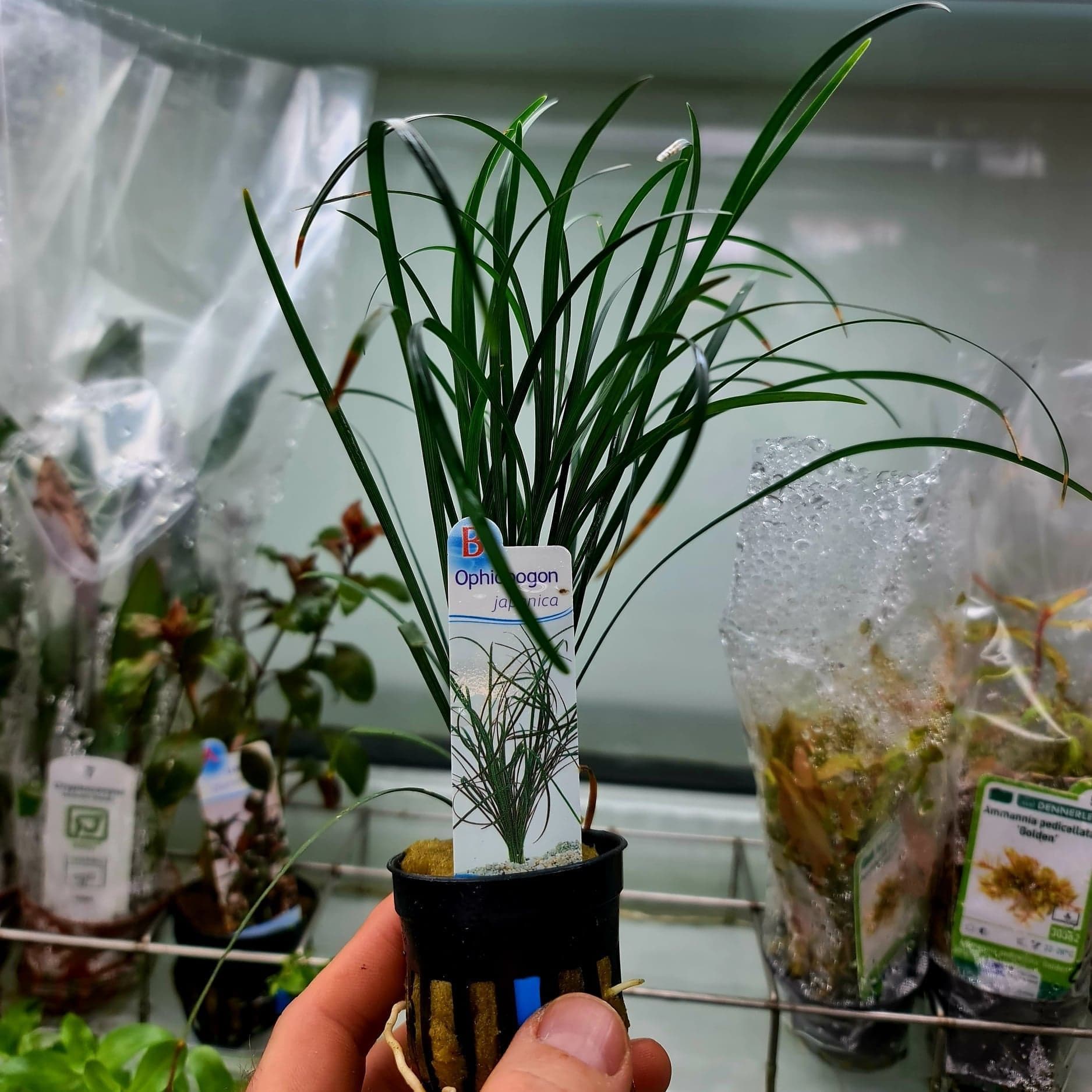 Ophiopogon japonica – Potted