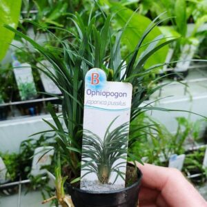 Ophiopogon japonica pussilis - Potted