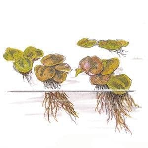 Phyllanthus fluitans - 1.2.Grow!