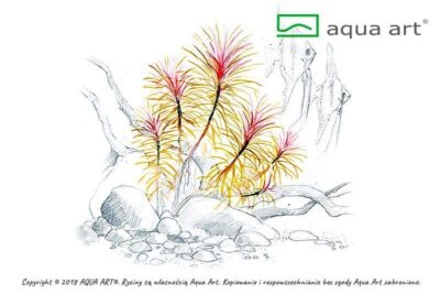 Pogostemon stellatus - Aqua Art In-vitro