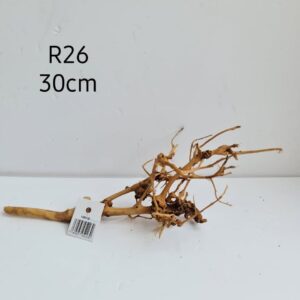 Ramous Wood R26