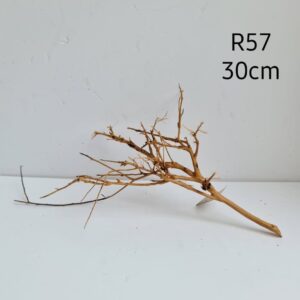 Ramous Wood R57