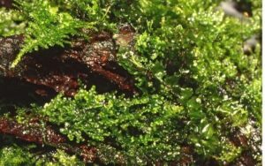Riccardia chamedryfolia Portion