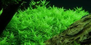 Rotala 'Green' - Potted