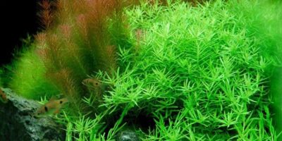 Rotala 'Green' - Potted
