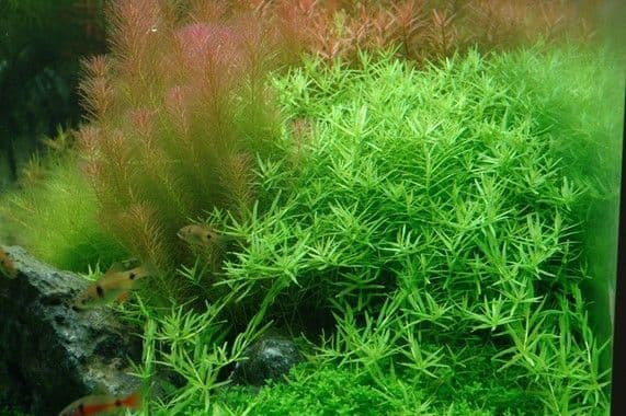 Rotala rotundifolia ‘Green’ 1.2.Grow!