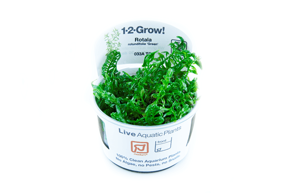 Rotala rotundifolia ‘Green’ 1.2.Grow!