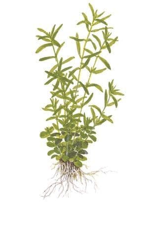 Rotala rotundifolia 'Green' 1.2.Grow!