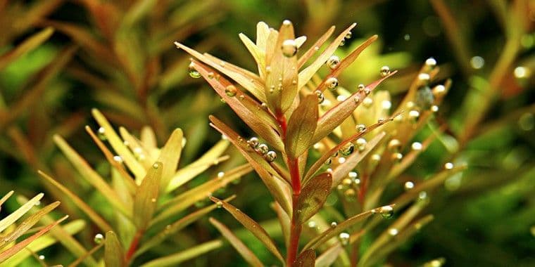 Rotala rotundifolia – Tropica Potted