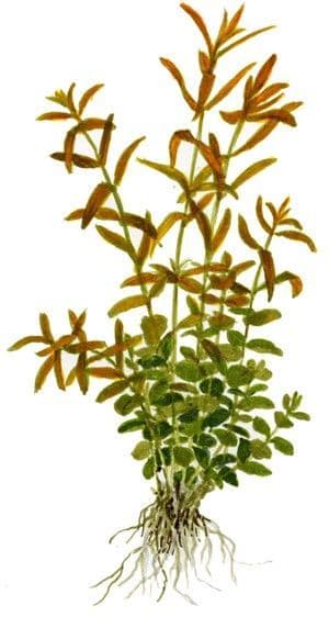 Rotala rotundifolia - Tropica Potted
