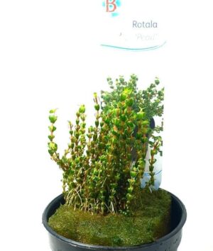 Rotala sp. 'Pearl' - Potted