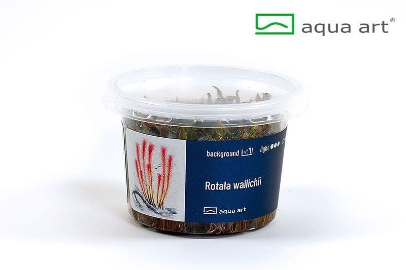 Rotala wallichii – Aqua Art In-vitro