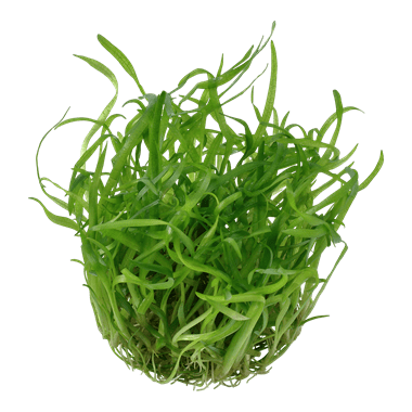 Sagittaria subulata - 1.2.Grow!