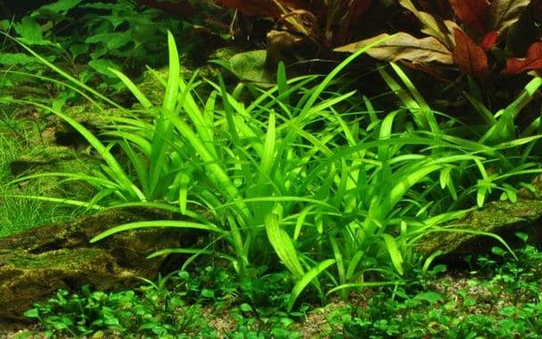 Sagittaria subulata – 1.2.Grow!