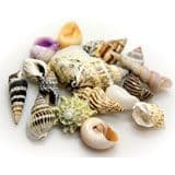 Snail Shells - Medium x10