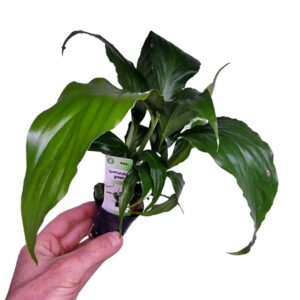 Spathiphyllum "Green" (Peace lily)